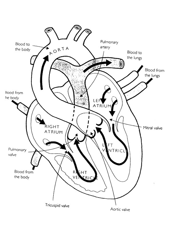 Plansa de colorat cu Biologie 26 19